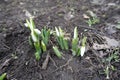 Closed flower buds of snowdrops in March Royalty Free Stock Photo