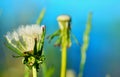 The closed flower of a dandelion close up Royalty Free Stock Photo