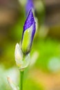 Closed flower head of an iris, with raindrops Royalty Free Stock Photo