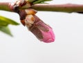 Closed flower on peach branch in spring.