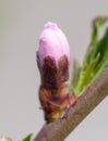 Closed flower on peach branch in spring.