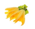 The closed flower of vegetable marrow and green leaves Royalty Free Stock Photo