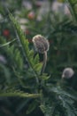 A closed fluffy bud of a field poppy. Royalty Free Stock Photo