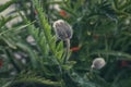 A closed fluffy bud of a field poppy. Royalty Free Stock Photo