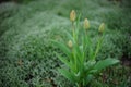 Closed fresh green tulips grow in the spring garden