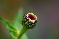 A closed garden flower bud macro photogrpahy