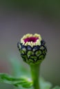 A closed garden flower bud macro photogrpahy