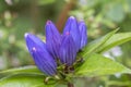 Closed Gentian (Gentiana andrewsii) - Pinery Provincial Park, On