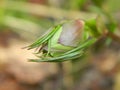 Closed green bud close up on blurred background Royalty Free Stock Photo