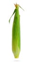 Closed green corn cob isolated on white background with clipping path. Design element for product label, catalog print Royalty Free Stock Photo