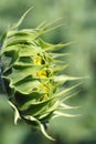 Closed green sunflower