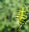 closed green sunflower close up nature