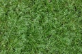 Closed herbal background. green grasses