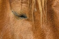 Closed Horse`s Eye Closeup Royalty Free Stock Photo