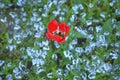 Red poppy and blue forget-menots