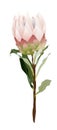Closed Light Pink Protea on stem
