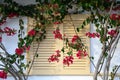 Shutter surrounded by a flowery shrub with pink blooming flowers Royalty Free Stock Photo