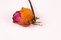 closed lilac rose bud on the stem lies horizontally