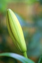 Closed Lily Blossom on minimalist green background