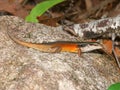 Closed-litter rainbow skink (Carlia longipes) Royalty Free Stock Photo