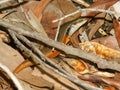 Closed-litter rainbow skink (Carlia longipes) Royalty Free Stock Photo