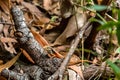 Closed-litter rainbow skink - Carlia longipes on Fitzroy Island