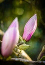 Closed magnolia bud