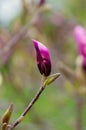 Closed magnolia bud on a tree branch in spring. Blooming garden.