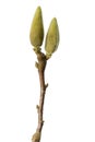 Closed magnolia buds Royalty Free Stock Photo