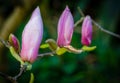 Closed magnolia buds