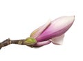 Closed magnolia flower