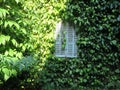 Closed mintgreen painted shutters on a wall covered with ivy