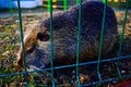 closed nutria after the fence Royalty Free Stock Photo