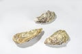 Closed oyster shells on white Royalty Free Stock Photo