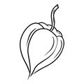 Closed physalis flower drawn in vector line art in doodle simple style. MEdical herb sketch illustration isolated on white