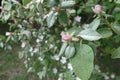 Closed pink bud of quince in May Royalty Free Stock Photo