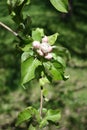 Closed pink flower buds of apple tree