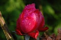 Closed Pink rose with waterdrops