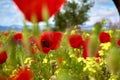 some poppies agitated by the wind Royalty Free Stock Photo