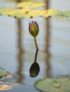 Closed Pond Lily Royalty Free Stock Photo