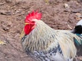 Closed portrait of domestic animal. Rooster in a pen, horizontal view.