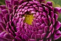 Closed purple dahlia petals with yellow middle close up. Full framed flower card Royalty Free Stock Photo