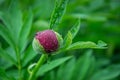 Close-up image of red peony bud in the garden, macro burgundy peony flower in the park with water drops, freshness after rain Royalty Free Stock Photo