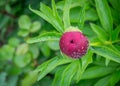 Close-up image of red peony bud in the garden, macro burgundy peony flower in the park with water drops, freshness after rain Royalty Free Stock Photo