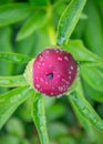 Close-up image of red peony bud in the garden, macro burgundy peony flower in the park with water drops, freshness after rain Royalty Free Stock Photo