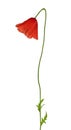 Closed red poppy isolated flower Royalty Free Stock Photo