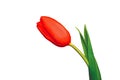 Closed red tulip flower with green petal on white background isolated close-up Royalty Free Stock Photo
