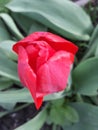 closed red tulip Royalty Free Stock Photo