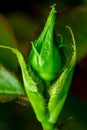 Closed rose bud. Bud macro closeup.The concept of the beauty of nature and its flowering Royalty Free Stock Photo