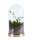 Closed sealed self sustainable ecosystem in a transparent glass flask jar with moss and fern isolated